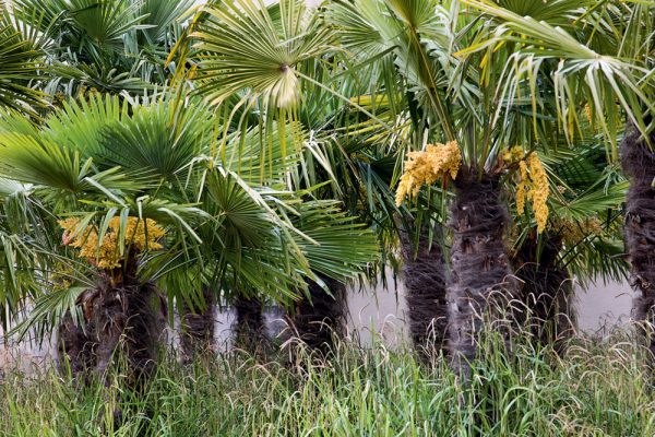 Jardin St Jean
Paysagistes: Ossart- Maurières
Graulhet 31 France