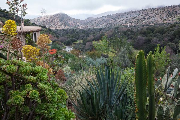 Agave sisalana Aeonium arboreum
Architectes paysagistes Ossart & Maurières
Afra  Maroc