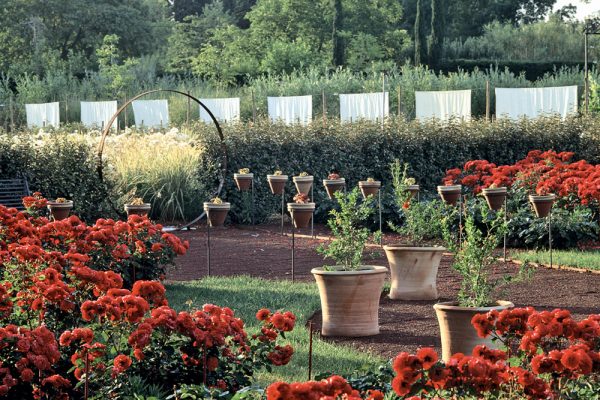L’œuvre au rouge Rosa ‘Prestige de Bellegarde’
Paysagistes: Ossart-Maurières
Jardin de l’alchimiste 13 France