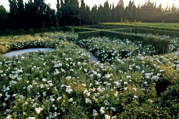L’Oeuvre au blanc Rosa ‘ Iceberg’  
Miscanthus sinensis variegata
Jardin de l’Alchimiste 13 France