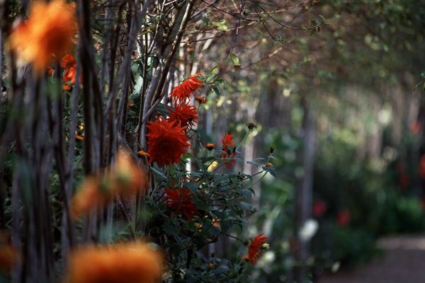 Été Dahlia Haie de saule
Paysagistes: Ossart-Maurières
Jardin des Paradis 81 France
