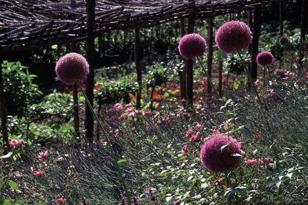 Bordure Talus Rosa Lavandula Allium Salvia
Paysagistes: Ossart-Maurières
Jardin des Paradis 81 France