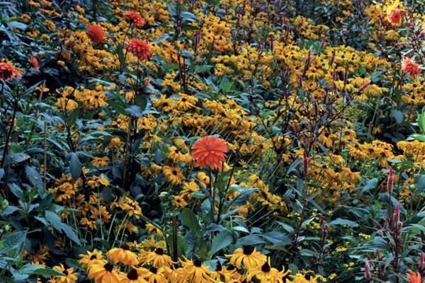 Été Rudbeckia ‘Marmelade’ 
Celosia spicata pourpre Dahlia 
Paysagistes: Ossart-Maurières
Jardin des Paradis 81 France