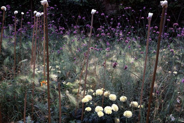 Été Hordeum jubatum Rose d’Inde ‘Vanilla’ Verbena bonariensis Artemisia abrotanum 
Paysagistes: Ossart-Maurières
Jardin des Paradis 81 France