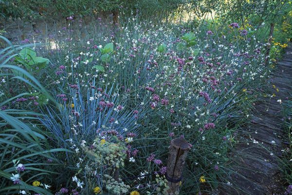 Été Gaura lindheimeri Verbena bonariensis Elymus glaucus Tagetes erecta Fenouil Paysagistes: Ossart-MaurièresJardins des Paradis 81 Cordes-sur-Ciel France