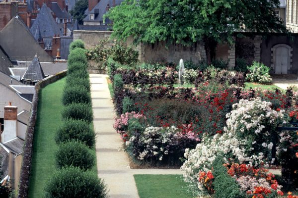 Rosier Roseraie de Blois
Paysagistes: : Ossart-Maurières
Blois France