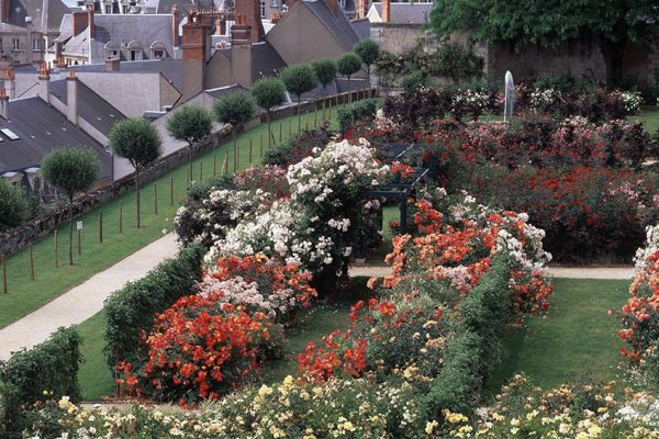 Rosier Roseraie de Blois
Paysagistes: : Ossart-Maurières
Blois France
