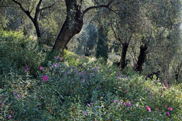 L'oliveraie Cistus 
Les Colombières Menton France