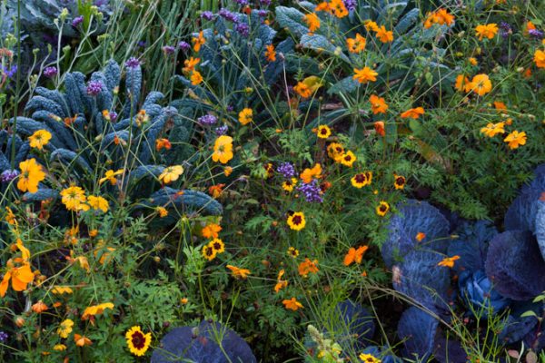 Le potager Echinacea ''Harvest Moon' Cosmos 'Diablo'
Chou 'Autoro' & 'Redbore'
Paysagistes: Ossart-Maurières
Le verger de Déduit (15)
