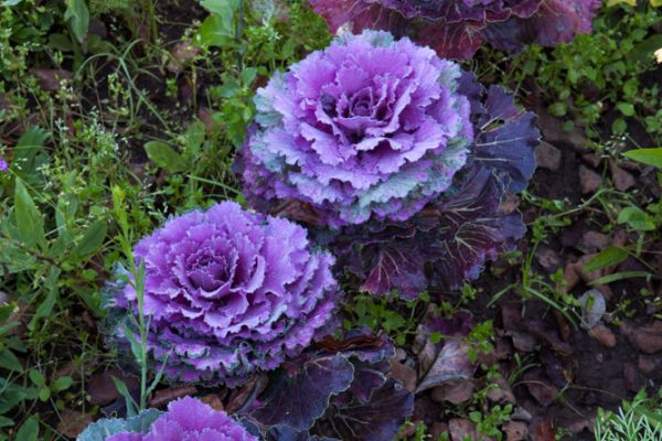 Le potager Chou 'Pidgeon'
Paysagistes: Ossart-Maurières
Le verger de Déduit (15)