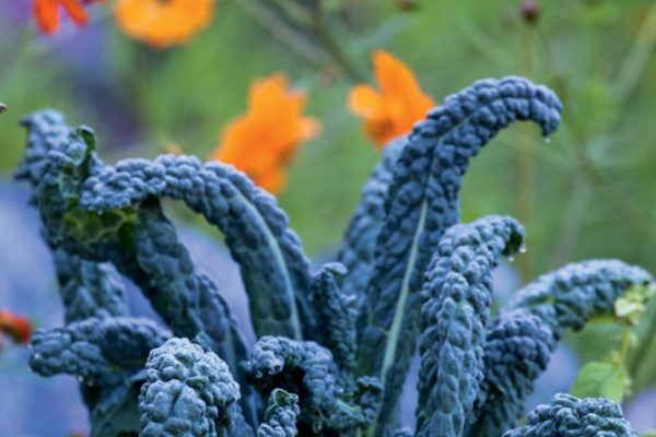 Le potager Chou 'Noir de Toscane'
Paysagistes: Ossart-Maurières
Le verger de Déduit (15)