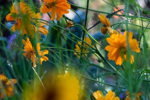 Le potager Cosmos 'Diablo'
Paysagistes: Ossart-Maurières
Le verger de Déduit (15)