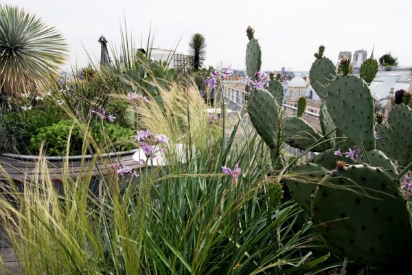 Holiday Inn Paris - Notre Dame
Paysagistes: Ossart-Maurières