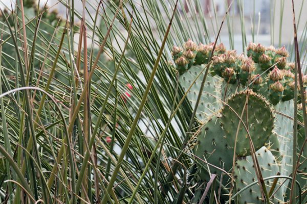 Holiday Inn Paris - Notre Dame
Paysagistes: Ossart-Maurières