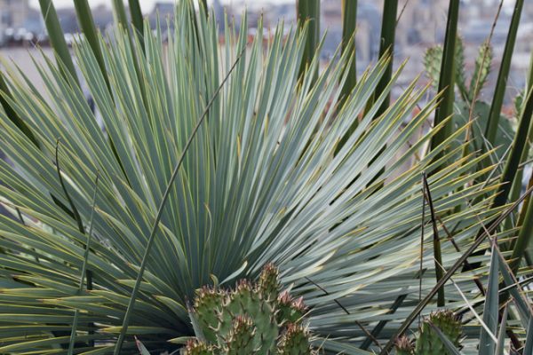 Holiday Inn Paris - Notre Dame
Paysagistes: Ossart-Maurières