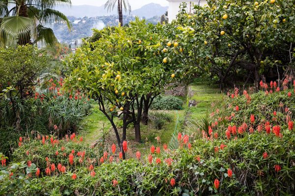 Jardin du restaurant Mirazur
Paysagistes Ossart-Maurières
Menton France