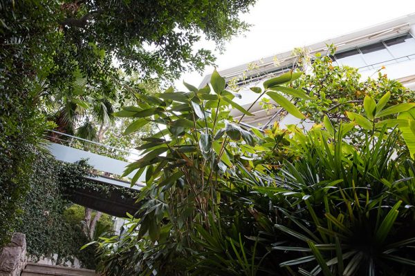 Jardin du restaurant Mirazur
Paysagistes Ossart-Maurières
Menton France