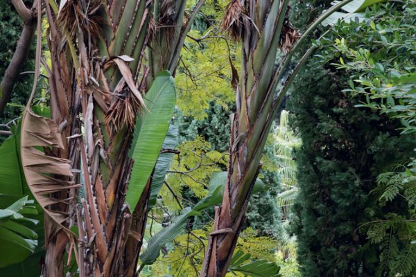 Jardin du restaurant Mirazur
Paysagistes Ossart-Maurières
Menton France