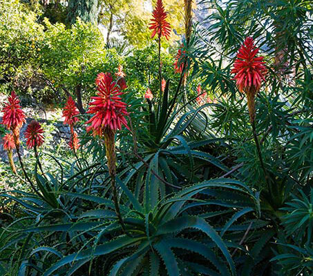 Jardin du restaurant Mirazur
Paysagistes Ossart-Maurières
Menton France