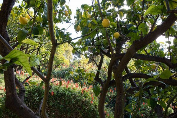 Jardin du restaurant Mirazur
Paysagistes Ossart-Maurières
Menton France