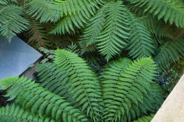 ROOF GARDEN, SAINT DOMINIQUE, PARIS: DESIGNERS ERIC OSSART AND ARNAUD MAURIERES: