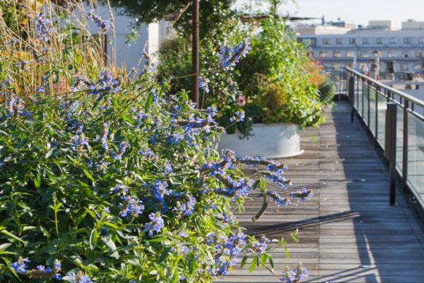 ROOF GARDEN, SAINT DOMINIQUE, PARIS: DESIGNERS ERIC OSSART AND ARNAUD MAURIERES: