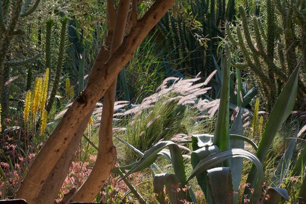 Aloe vera Pennisetum alopecuroïdes 
Agave americana Cylindropuntia subulata 
Kalanchoe fetschkenkoï (premier plan gauche)
Architectes paysagistes Ossart & Maurières
Dar Igdad Taroudant Maroc