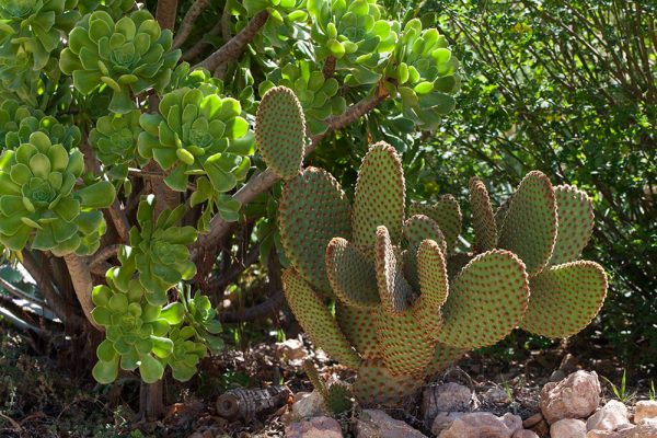 Aeonium arboreum Opuntia microdasys 
Architectes paysagistes Ossart & Maurières
Afra Maroc