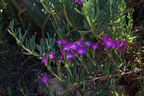 Aizoaceae sp
Architectes paysagistes Ossart & Maurières
Afra Maroc