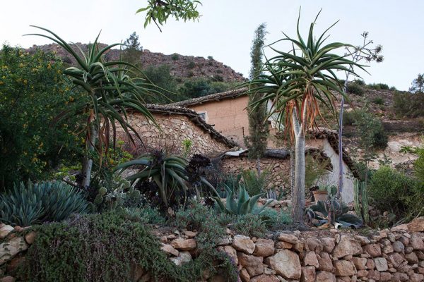 Agave macroacantha Aloe bainesii Aloe traskii
Architectes paysagistes Ossart & Maurières
Afra Maroc