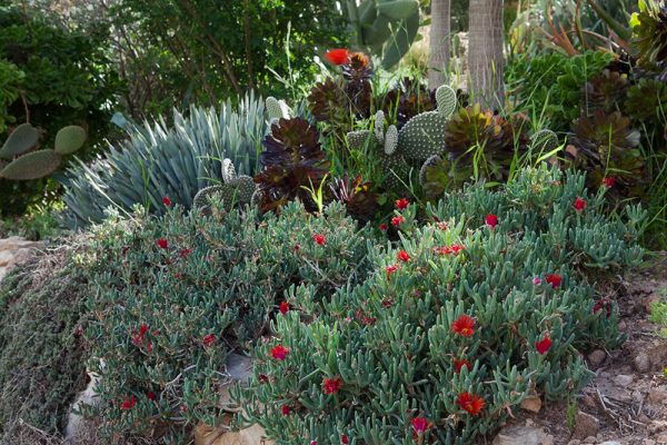 Architectes paysagistes Ossart & Maurières
Afra  Maroc