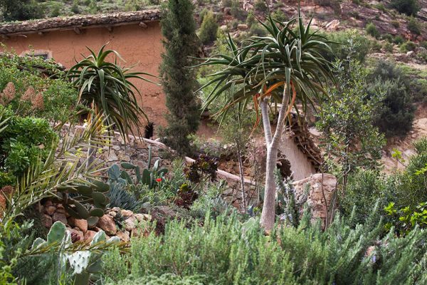 Aloe bainesii 
Architectes paysagistes Ossart-Maurières
Afra Maroc