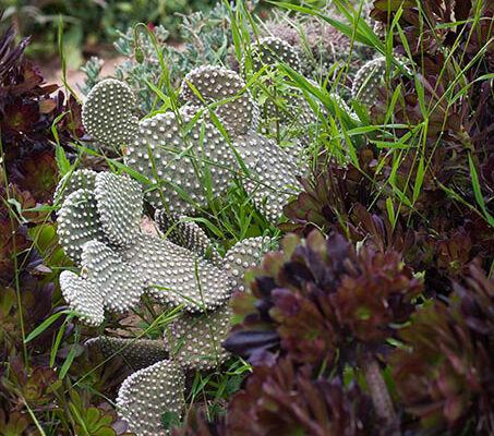 Opuntia microdasys 
Architectes paysagistes Ossart & Maurières
Afra  Maroc