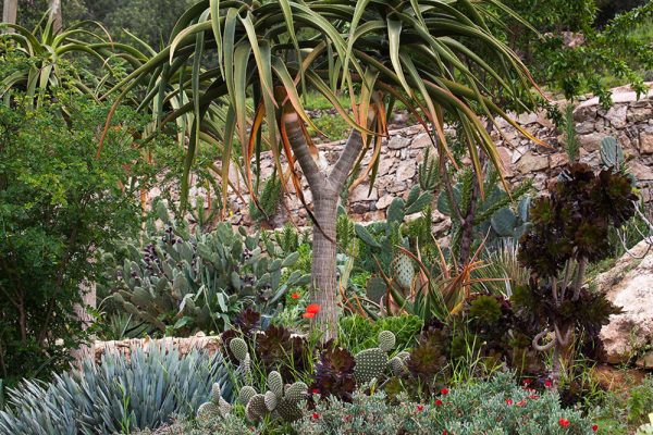 Aloe bainesii Agave macroacantha Aeonium
Architectes paysagistes Ossart & Maurières
Afra  Maroc