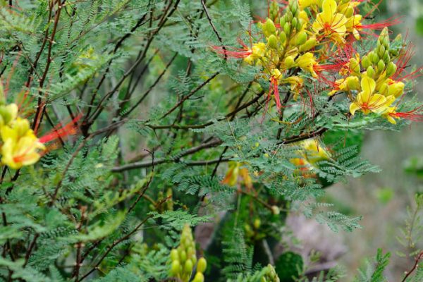 06F-DarElHababNS-16-1