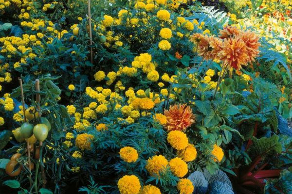 07A-12_6220P025-822x1024