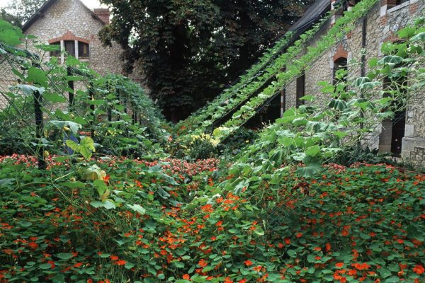 Chaumont 1999 La cour de la ferme Capucine ‘Whirlybird’ Coloquinte Cucurbita: maxima,mixta,moschata,ficifolia 
Paysagiste: Eric Ossart.
Festival des Jardins de Chaumont-sur -Loire 41 France