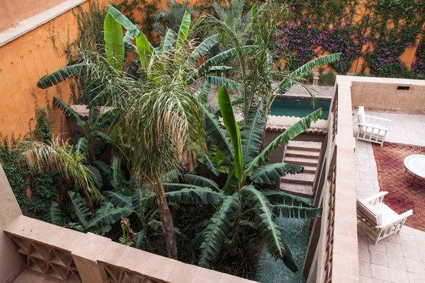 Syagrus romanzoffiana  Bananier
Architectes paysagistes Ossart et Maurières
Sidi Hussein Taroudant Maroc