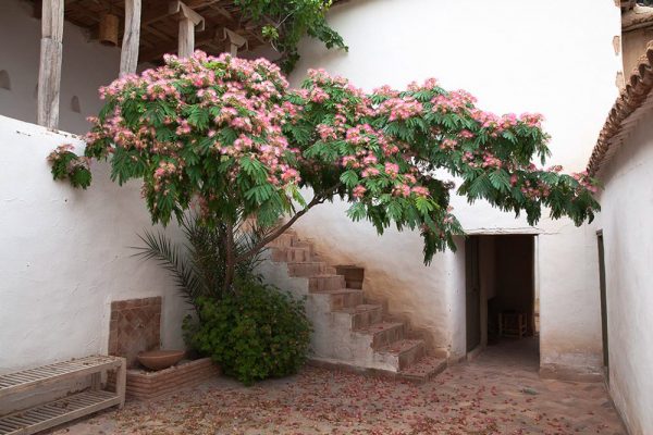 Albizia julibrissin
Architectes paysagistes Ossart & Maurières
Afra Maroc