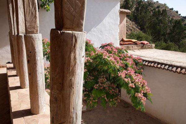 Albizia julibrissin
Architectes paysagistes Ossart & Maurières
Afra Maroc